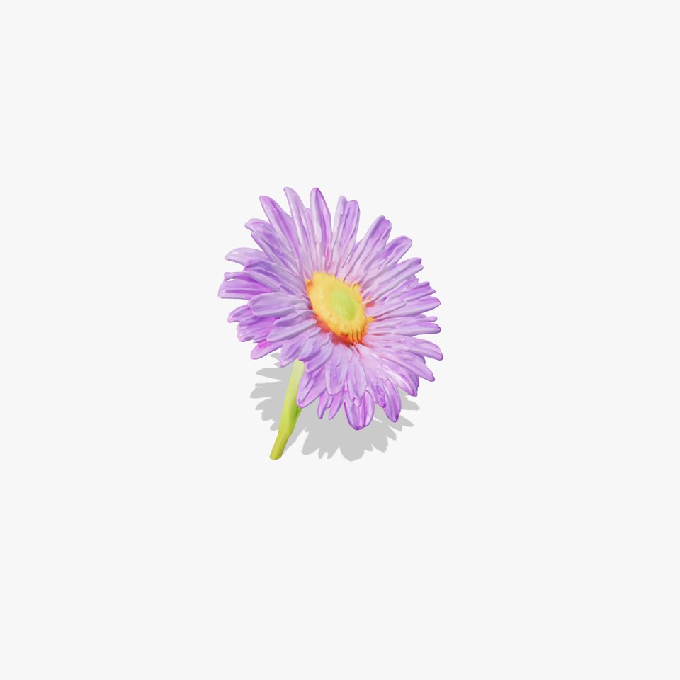 Leucanthemum Purple Flower Realistic model pack